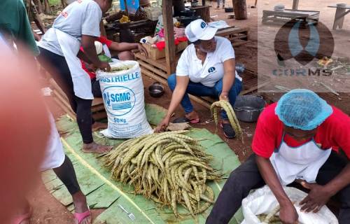 Cassava transformation into bobolo and cassava flour